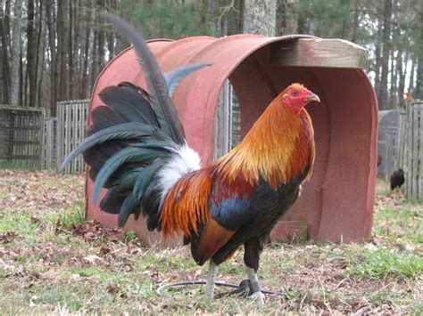 2:45 amigo morales 4 569 просмотров. Chandler Gamefowl Farm