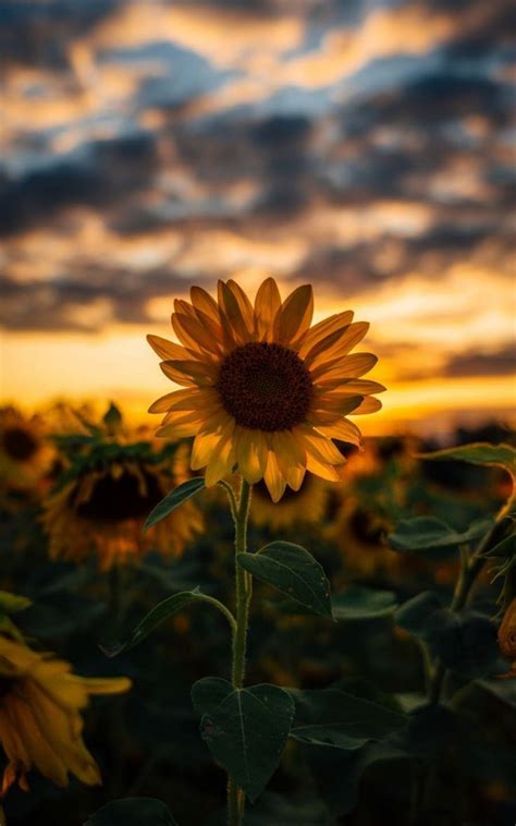 Instead, an inlet and outlet pump need only be connected to each other with wires and activated, which transfers fluid from the inlet to the outlet. Free download Aesthetic Hd Iphone Wallpapers Flowers in ...