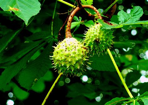 Images Gratuites Arbre La Nature Branche Fruit Feuille Fleur