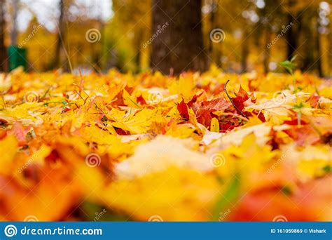 Yellow Autumn Leaves On The Ground Red And Orange Autumn Leaves