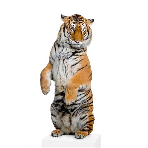 3000 Standing Tiger Stock Photos Pictures And Royalty Free Images Istock