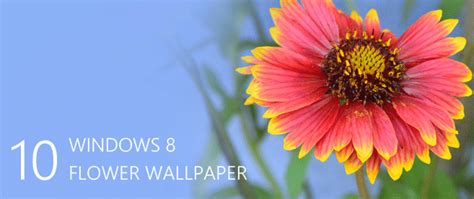 desktop wallpapers   hd flower wallpaper  windows