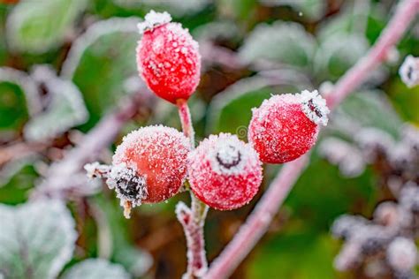 Icy Crown Frost Covered Red Winter Berries Close Up Stock Photo Image