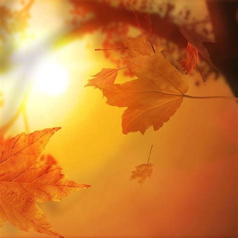 25 Fall Ipad Wallpapers