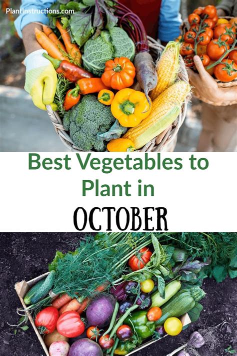 What To Plant In October A Vegetable Growing Guide Vegetable Garden