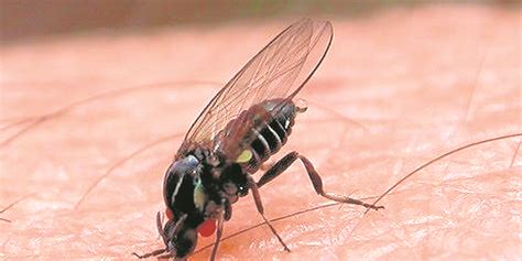 What Is The Black Fly And What Happens If It Bites You These Are The