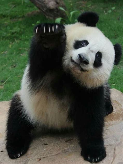 Panda Express Recipespanda Tattoopanda Bearpanda Cute