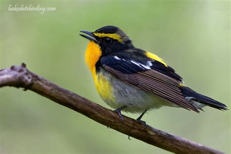Hakodate Birding 2017 Best Of 5