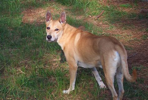 Carolina Dog Puppies Rescue Pictures Information