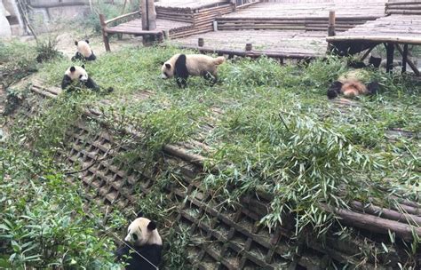 Chengdu Research Base Of Giant Panda Breeding Chengdu Panda Base