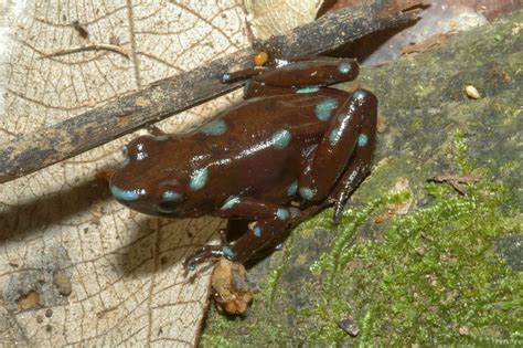 Dendrobates Auratus Frogs And Co