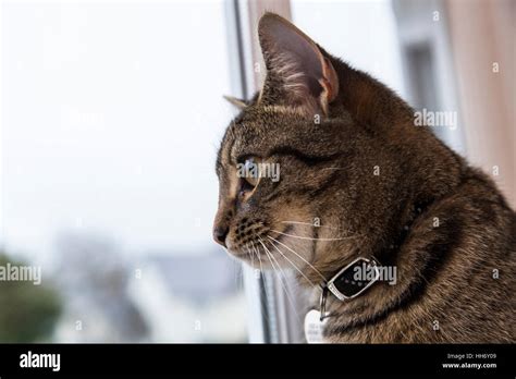 Tabby Cat Looking Out Window Hi Res Stock Photography And Images Alamy