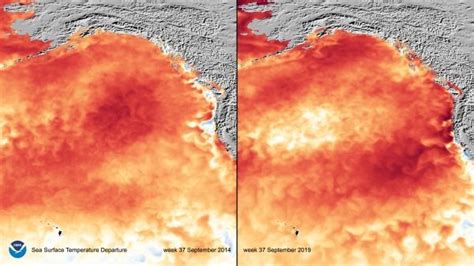 Environmental News Network Marine Heat Wave Reminiscent