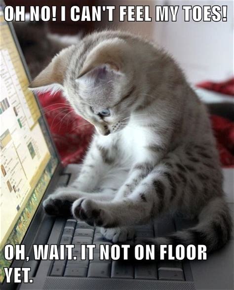 Oh No I Cant Feel My Toes Lolcats Lol Cat Memes Funny Cats