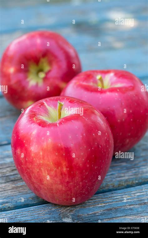 Red Ripe Honeycrisp Apples Fresh From The Farm Stock Photo Alamy