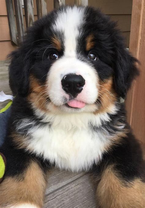 Our New Bernese Mountain Dog Puppy Marshal Ifttt