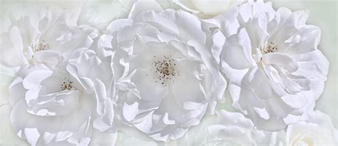 Three White Roses Photograph By Jennie Marie Schell Fine Art America