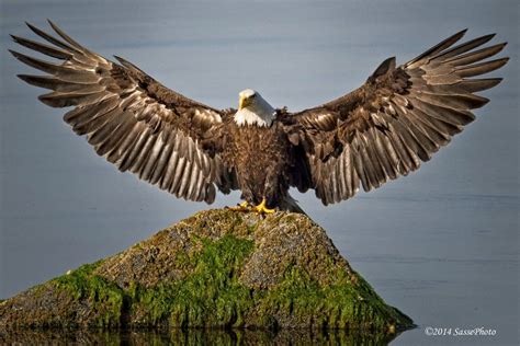 Spread Your Wings Bald Eagle Sasse Photo Fands Project Eagle Wings