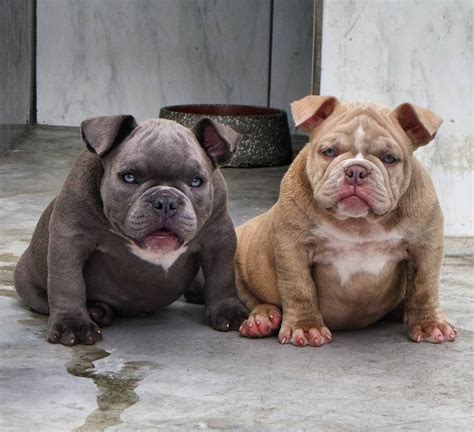 Interview w/top quality bullies' steven quiroz. Bully!!! | French bulldog, Bulldog, Pitties