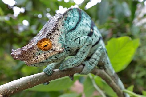 7 Colorful Facts About Chameleons