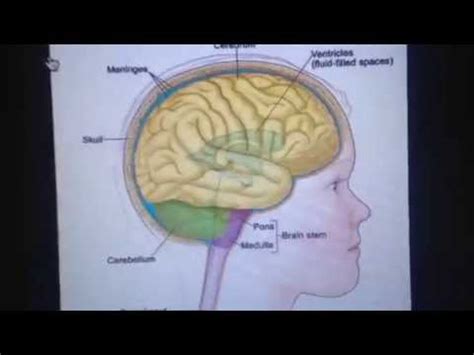 Because surgical resection is not a viable treatment strategy and biopsy is not routinely. Lauren Hill Dies Of Brain Cancer - What Is DIPG? - YouTube