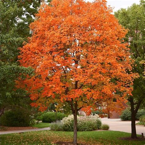 Southeastern canada, northeastern united states, extending south to tennessee. Sugar Maple Tree on the Tree Guide at arborday.org