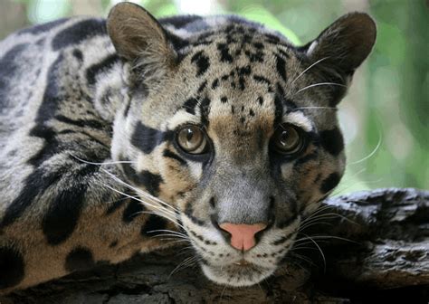 18 Interesting Facts About Clouded Leopards Ultimate List