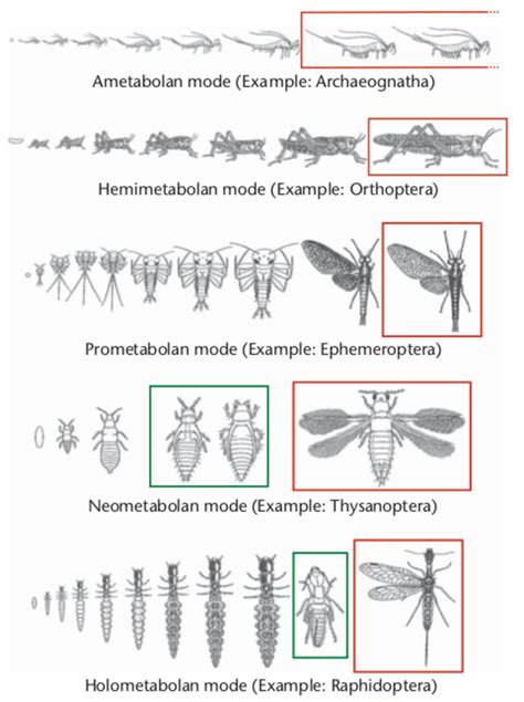 4 The Main Types Of Insect Metamorphosis Ametabolan Hemimetabolan