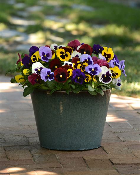 Pansy Matrix Mix Blotch Ball Chile