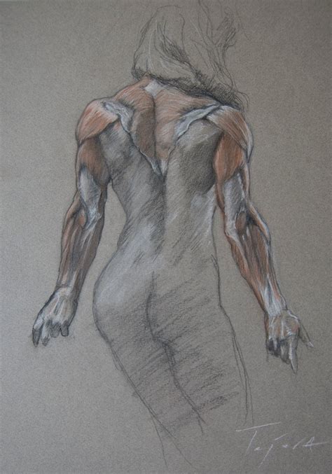 Arm Anatomy Drawingillustration By Julian Tejera Foundmyself