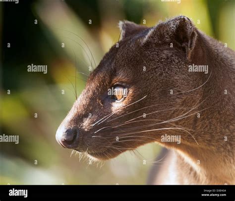 Male Fossa Profile Hi Res Stock Photography And Images Alamy