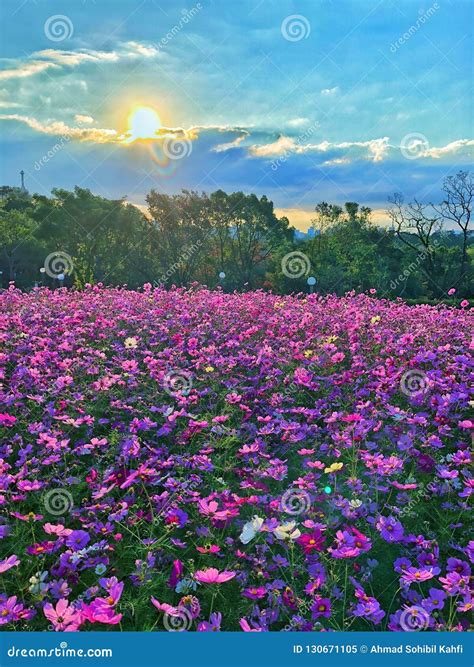 Flower Garden After Sunrise Stock Image Image Of Sunrise Full 130671105
