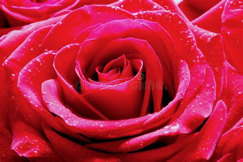 Beautiful Red Rose With Love Stock Image Image Of Beautiful Rose