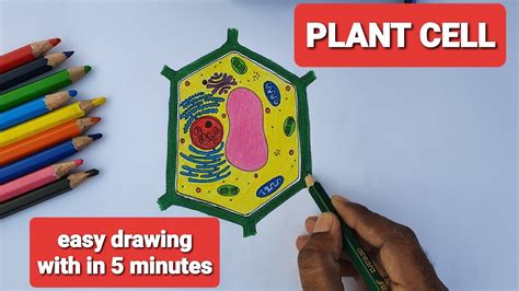 Image by lady of hats. HOW TO DRAW PLANT CELL EASILY? SIMPLE AND EASY WAY TO DRAW ...