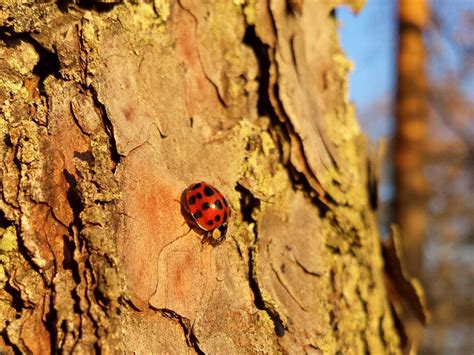 free images tree nature forest branch wood leaf flower trunk bark wildlife insect