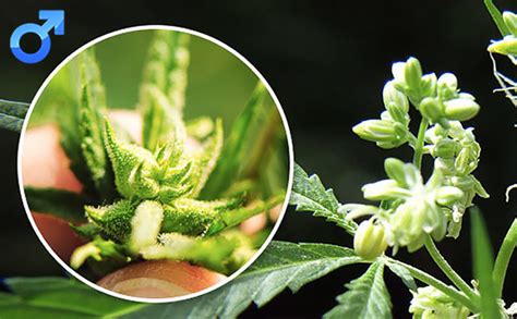 Male Vs Female Cannabis How To Identify The Sex Of Your Plant Herbies