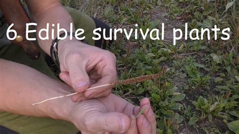 Survival Plants 6 Wild Edibles Youtube