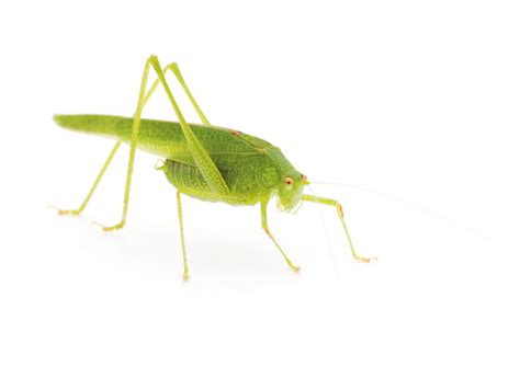 Cricket must wrestle a wild animal in order to prove himself worthy of the green family name. What Do Crickets Eat? The Answer Will Surprise You for ...