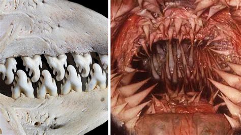 11 Animals With The Most Terrifying Teeth Youtube