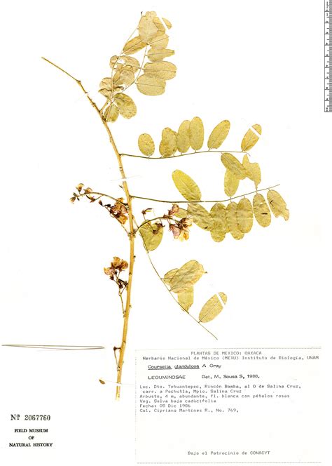 Coursetia Glandulosa Herb Rio Rapid Reference The Field Museum