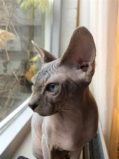 Are Sphynx Cats Really Hypoallergenic Gestuyz