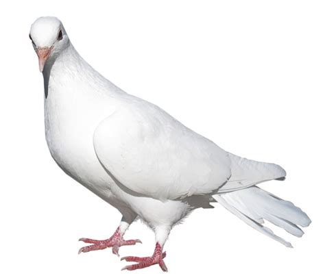 White Pigeon Transparent Png Picture Birds Pinterest White Pigeon