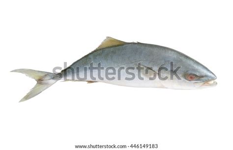 Yellowtail Amberjack Fish Seriola Lalandi Isolated Stock Photo