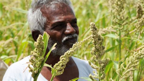 Decline In Production Consumption Of Small Millets The Hindu