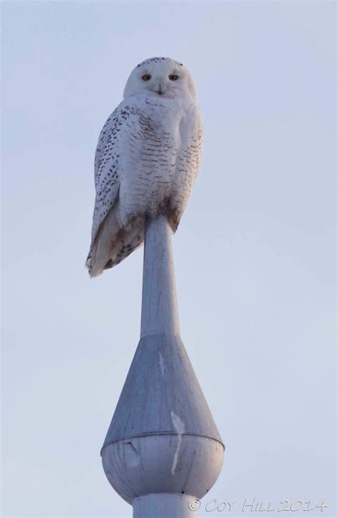 Country Captures Snowy Owls The Sightings Continues