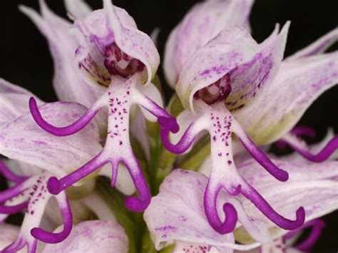 17 Weird Looking Orchids Design Swan