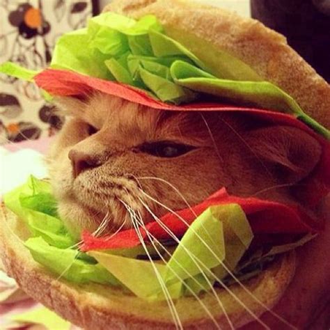 Cat Sandwich Always Such A Simple Yet Delish Meal I Remember