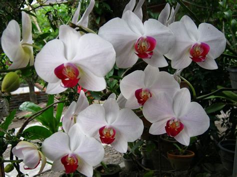 Meskipun harganya yang cukup mahal, namun karena daya pikat dan juga aroma yang khas, membuat tanaman ini dicintai oleh para pecinta bunga. Toko Bunga Florist Di Jakarta - Murah, Cantik Dan Berkesan ...