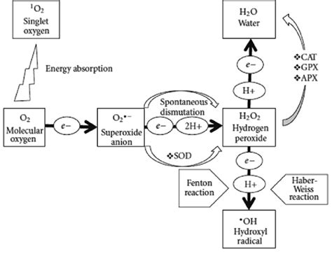 Schematic Representation Of Generation Of Reactive Oxygen Species