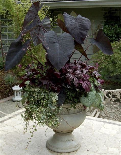Dark Foliage Adds Drama To The Garden Garden Containers Plants